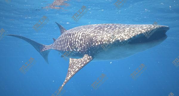 images/goods_img/20210312/Whale Shark Rigged/1.jpg